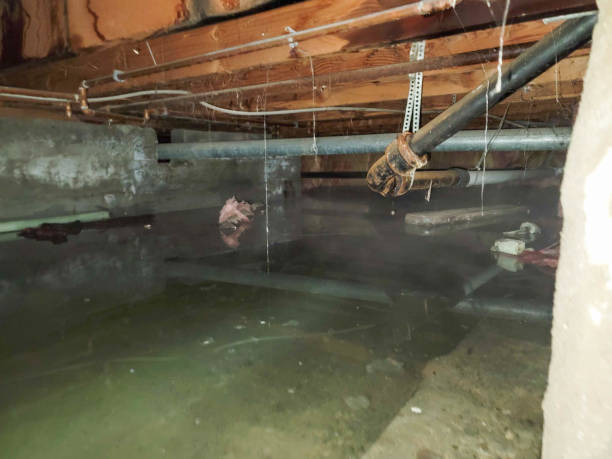 Best Professional water damage repair  in Ferndale, CA