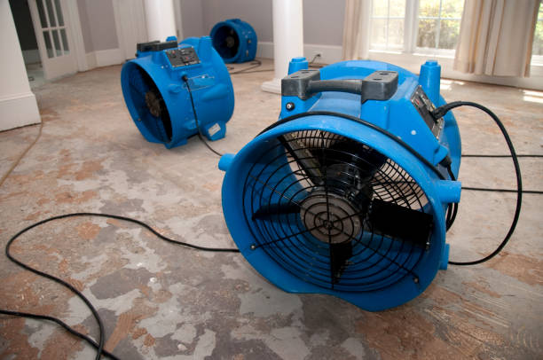 Best Mold removal after water damage  in Ferndale, CA