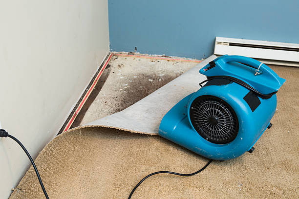 Best Water damage cleanup near me  in Ferndale, CA